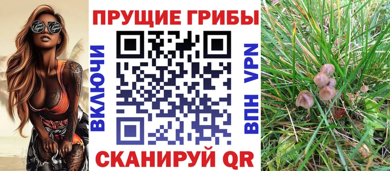 Купить  Медвежьегорск  Псилоцибиновые грибы Cubensis 